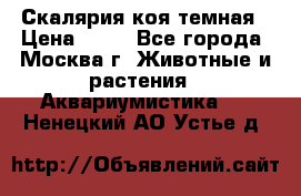 Скалярия коя темная › Цена ­ 50 - Все города, Москва г. Животные и растения » Аквариумистика   . Ненецкий АО,Устье д.